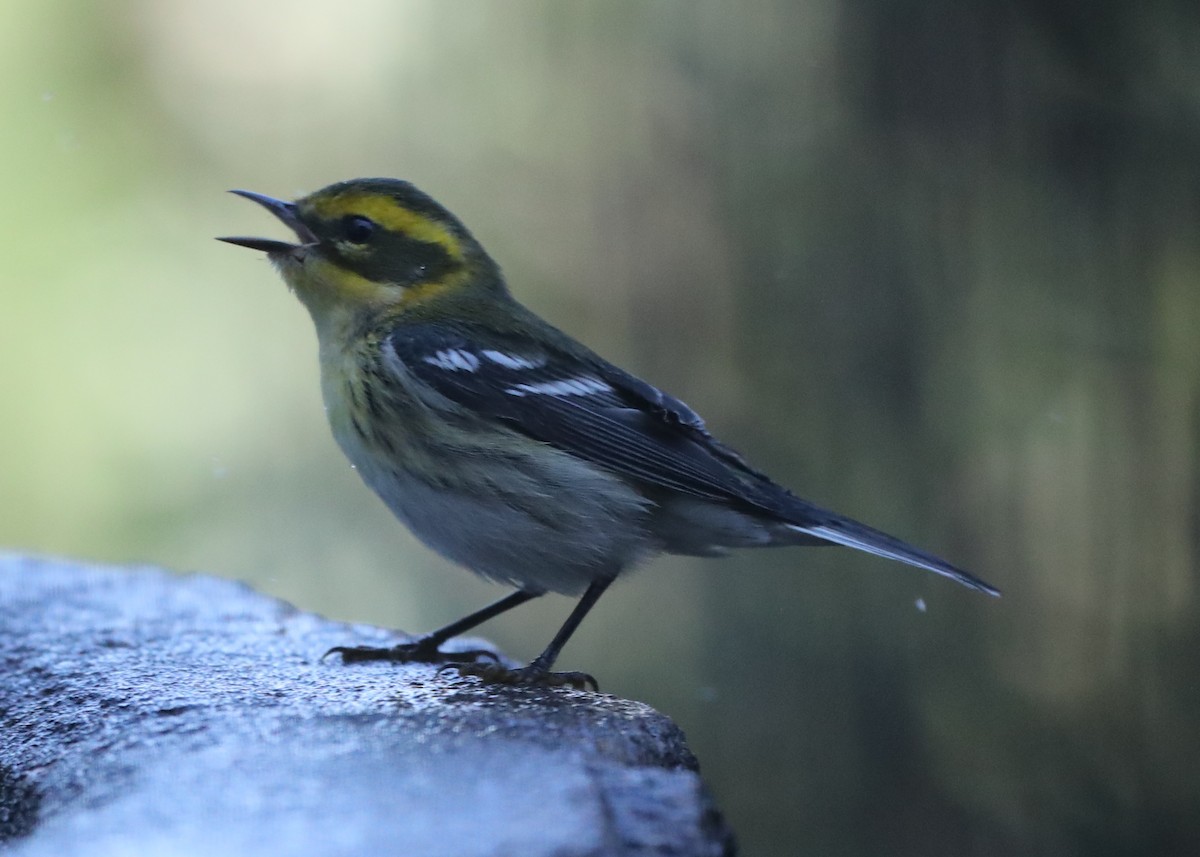 Townsend's Warbler - Linda Dalton