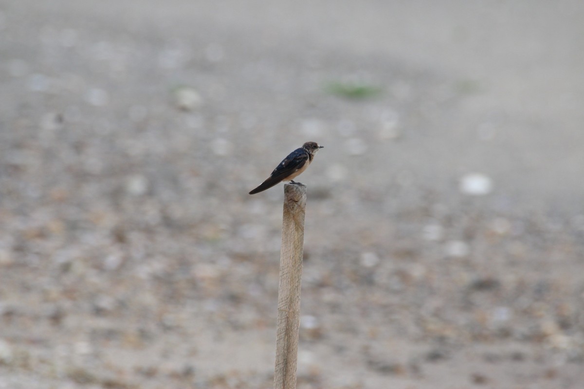 Barn Swallow - ML620800441