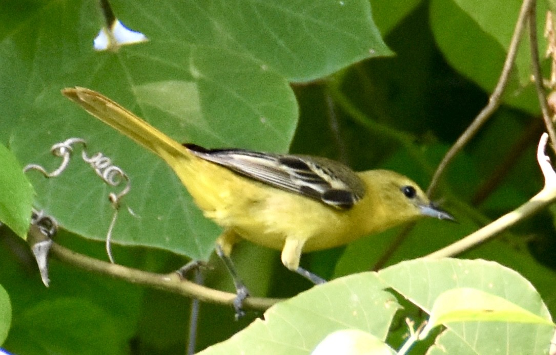 Orchard Oriole - ML620800442