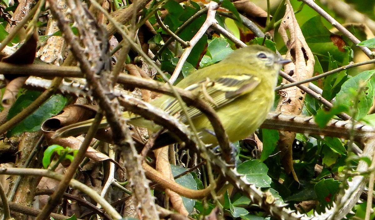 Greenish Tyrannulet - ML620800444