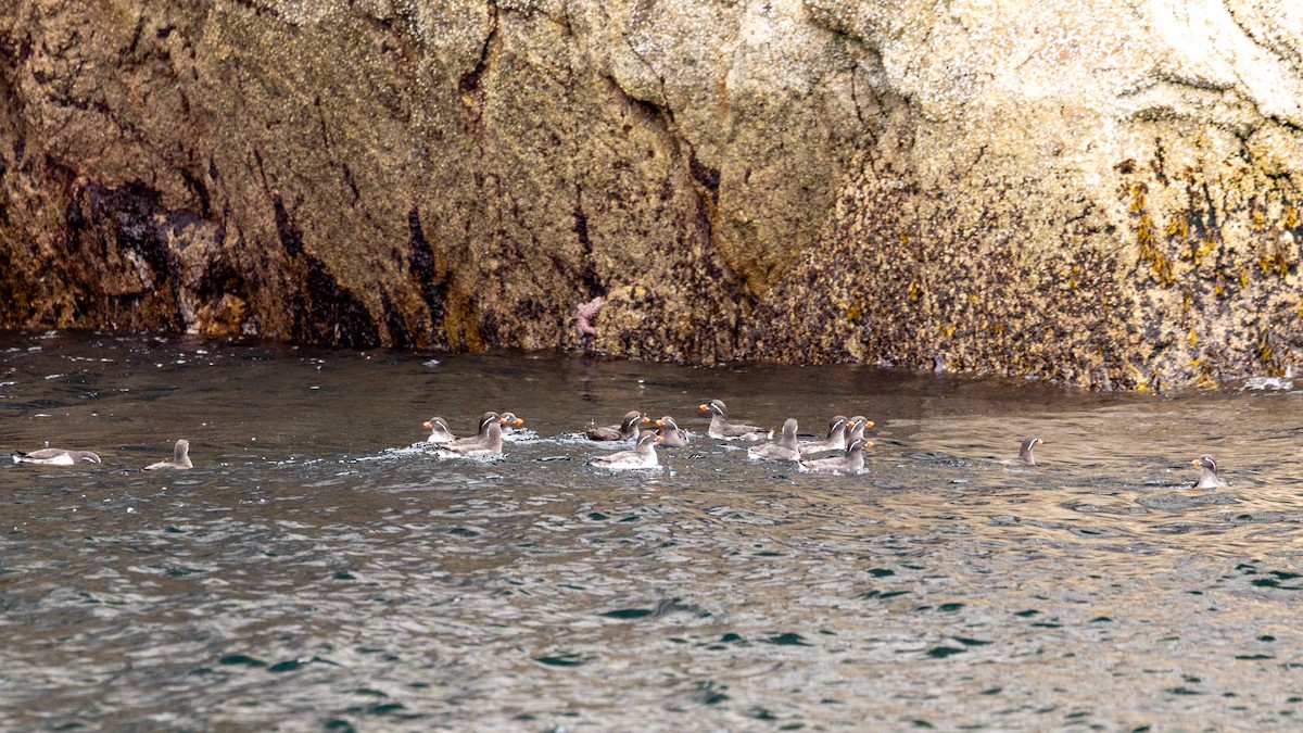 Parakeet Auklet - ML620800445