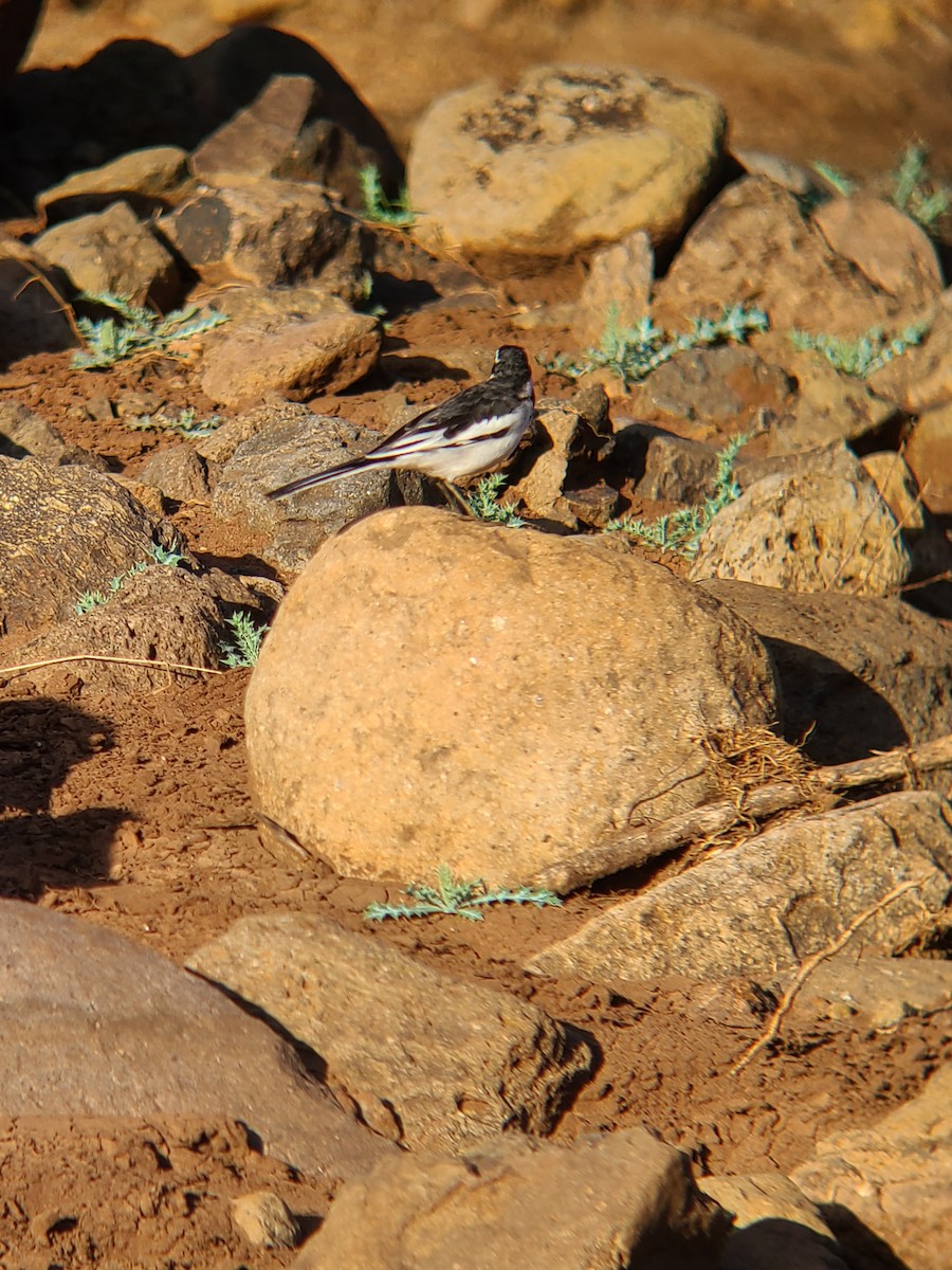 African Pied Wagtail - ML620800447