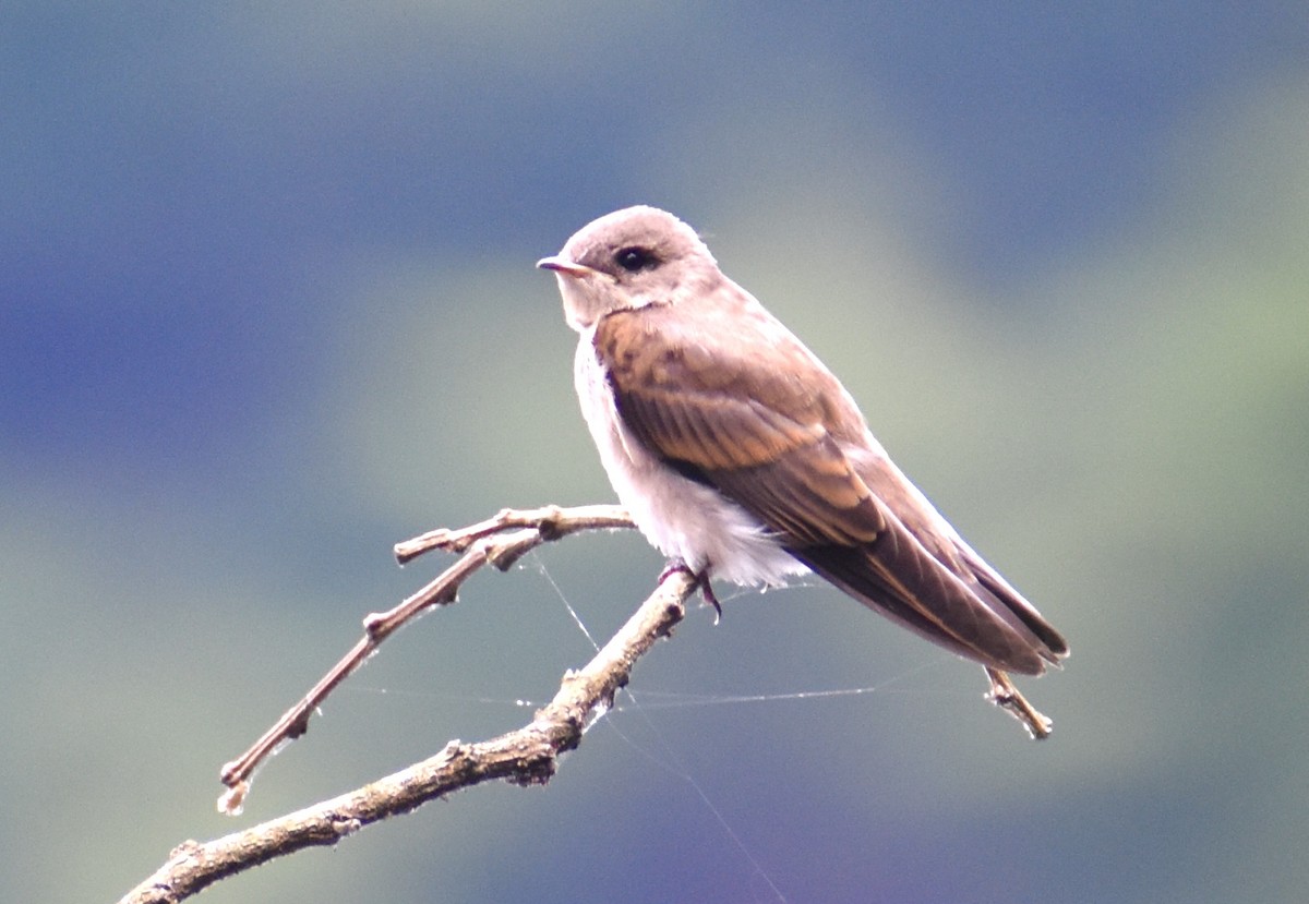 Northern Rough-winged Swallow - Paul Wallace