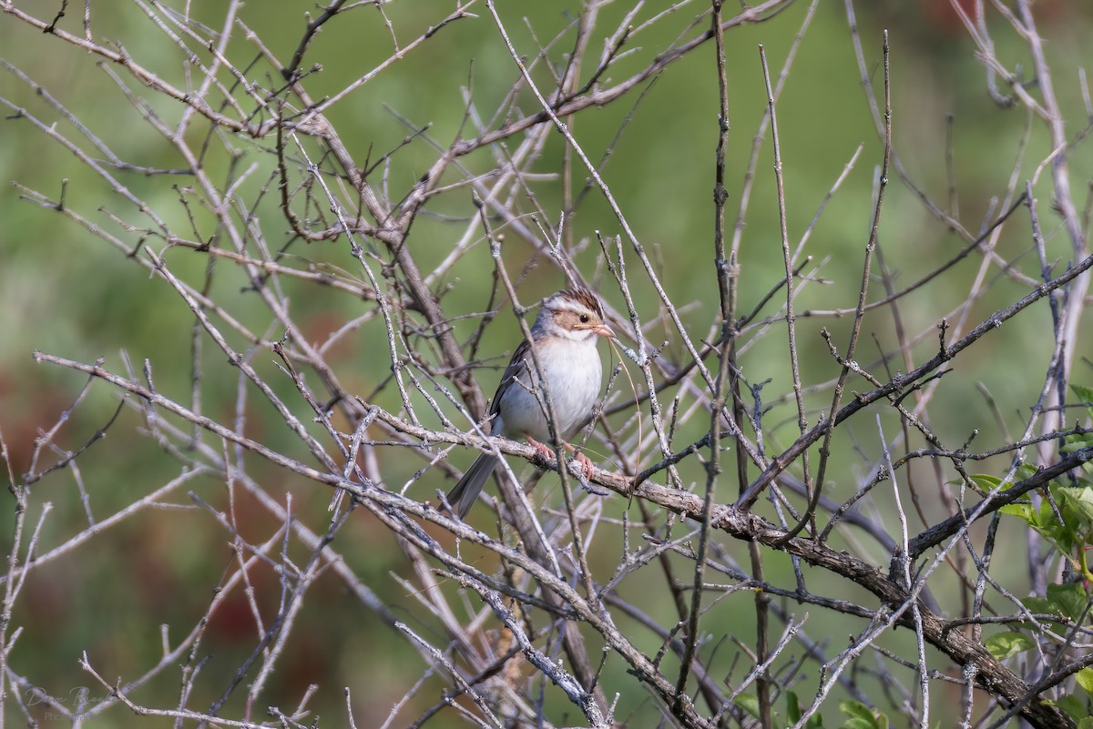 Clay-colored Sparrow - ML620800452