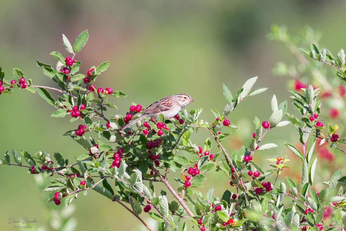 Clay-colored Sparrow - ML620800455