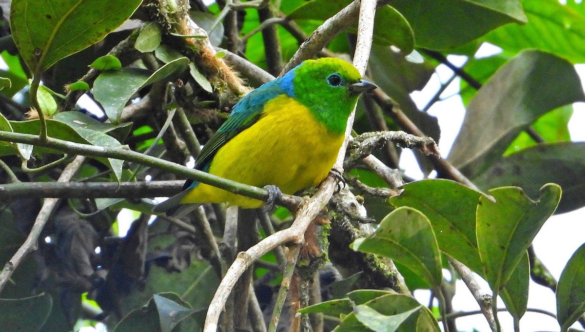 Blue-naped Chlorophonia - ML620800456