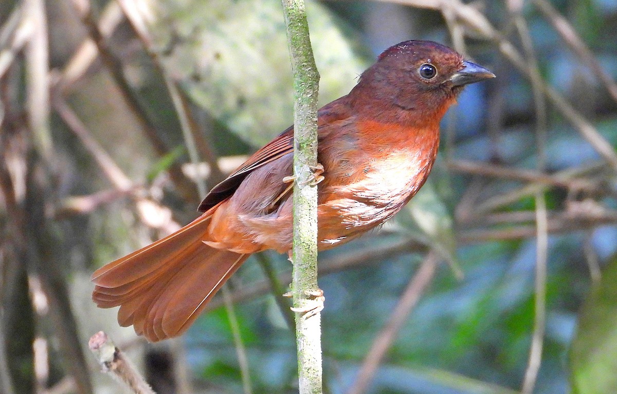 Habia à couronne rouge - ML620800461