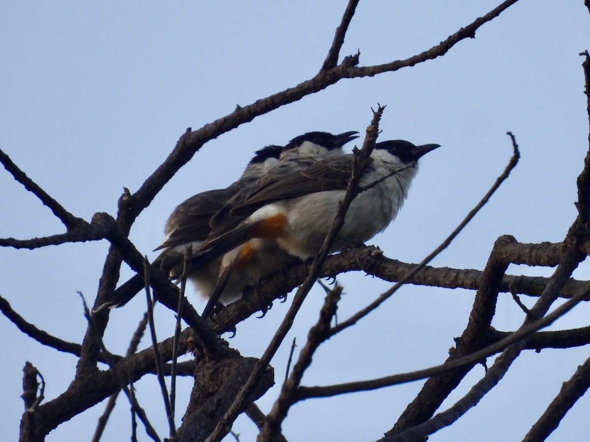 Sooty-headed Bulbul - ML620800462