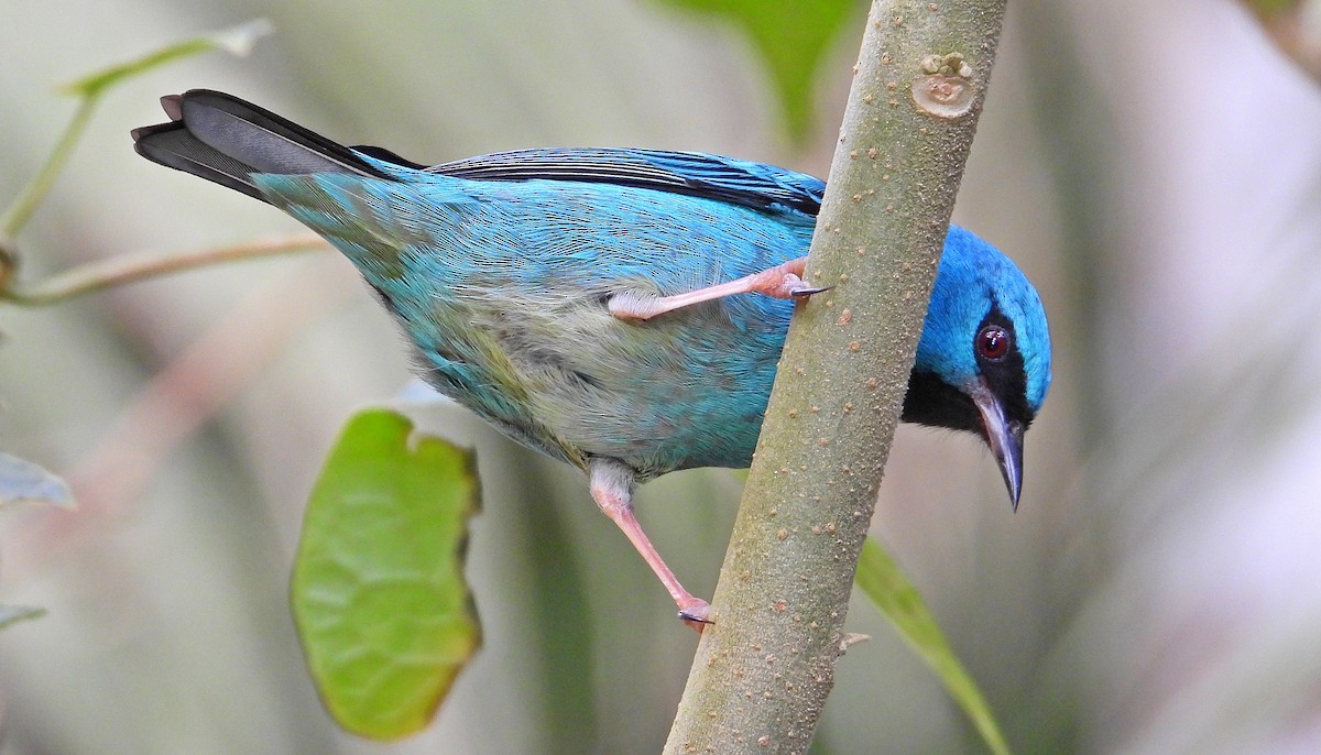 Blue Dacnis - ML620800463