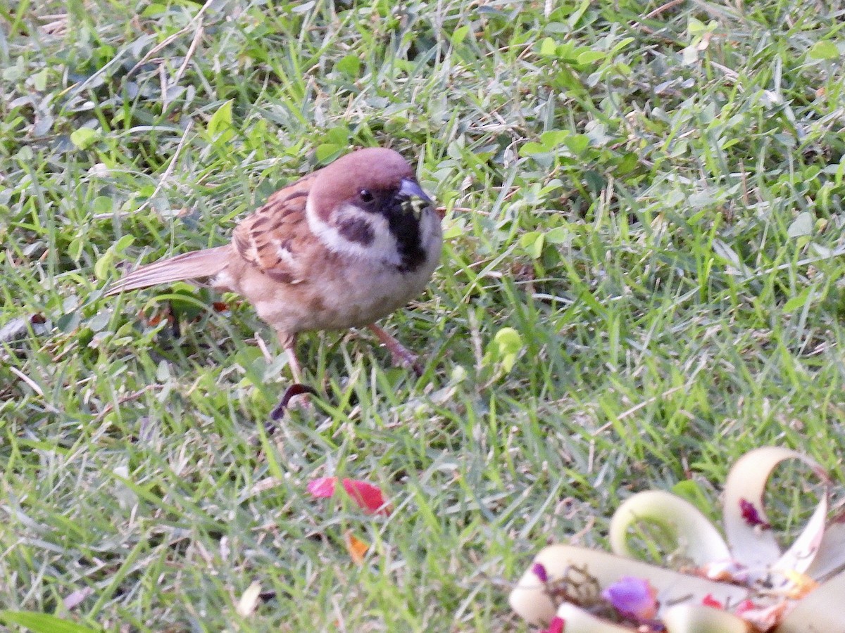 Eurasian Tree Sparrow - ML620800466