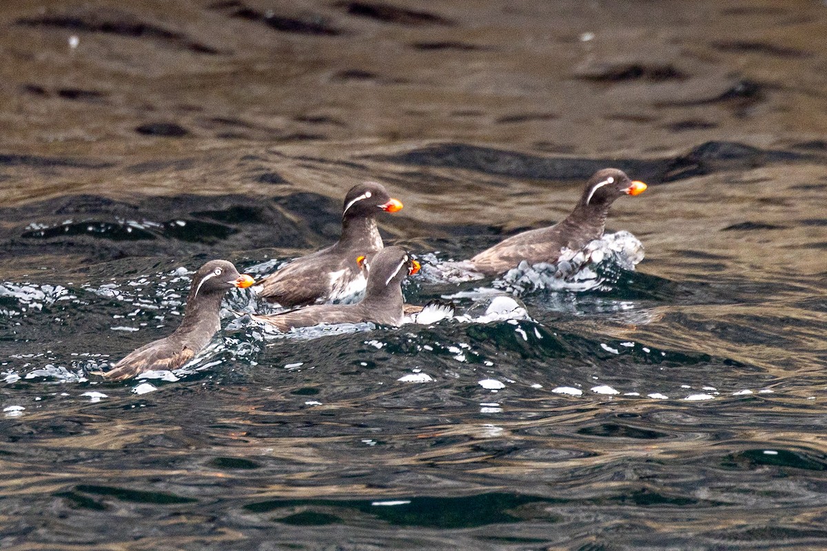 Parakeet Auklet - ML620800472