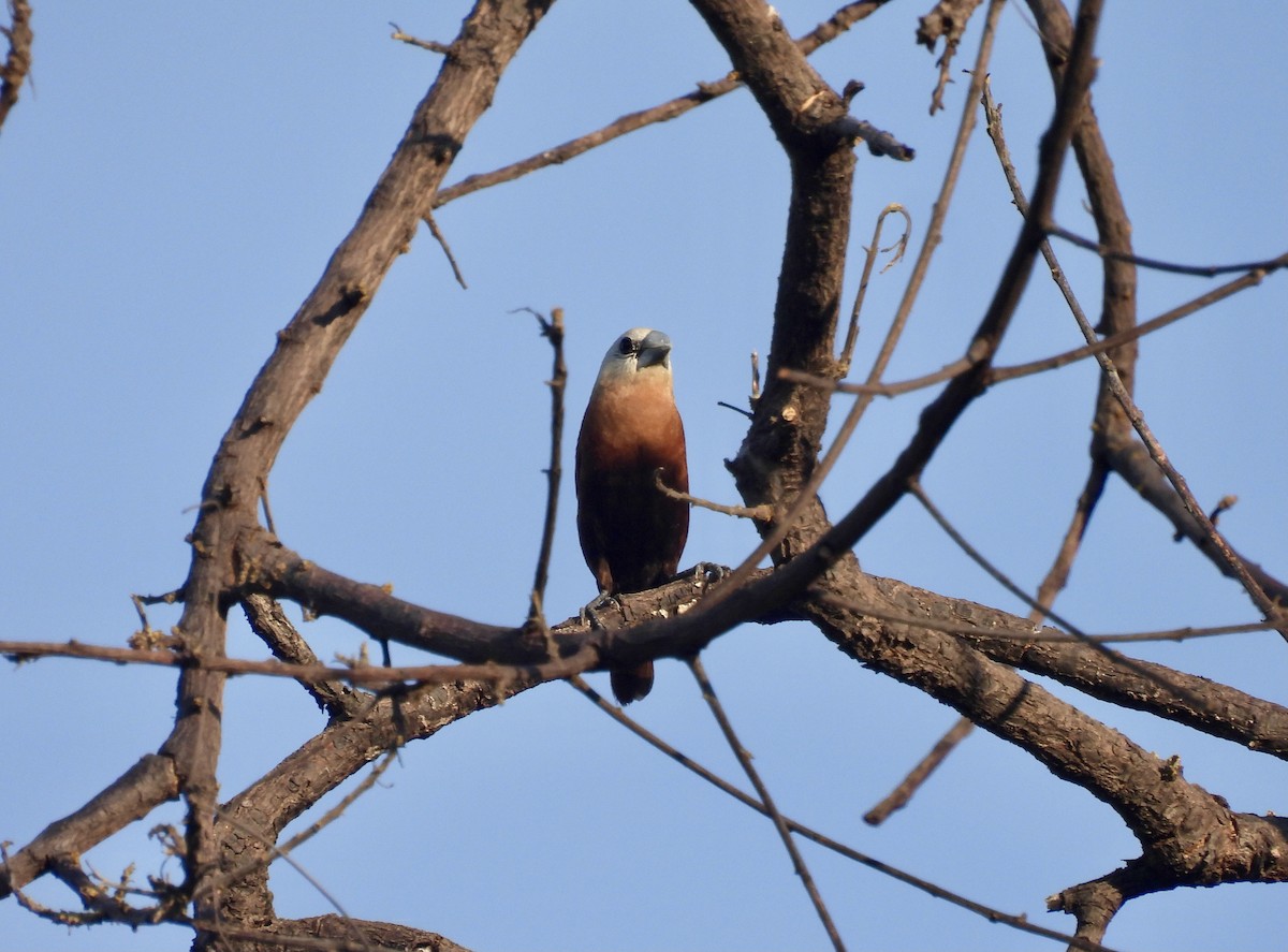 White-headed Munia - ML620800479