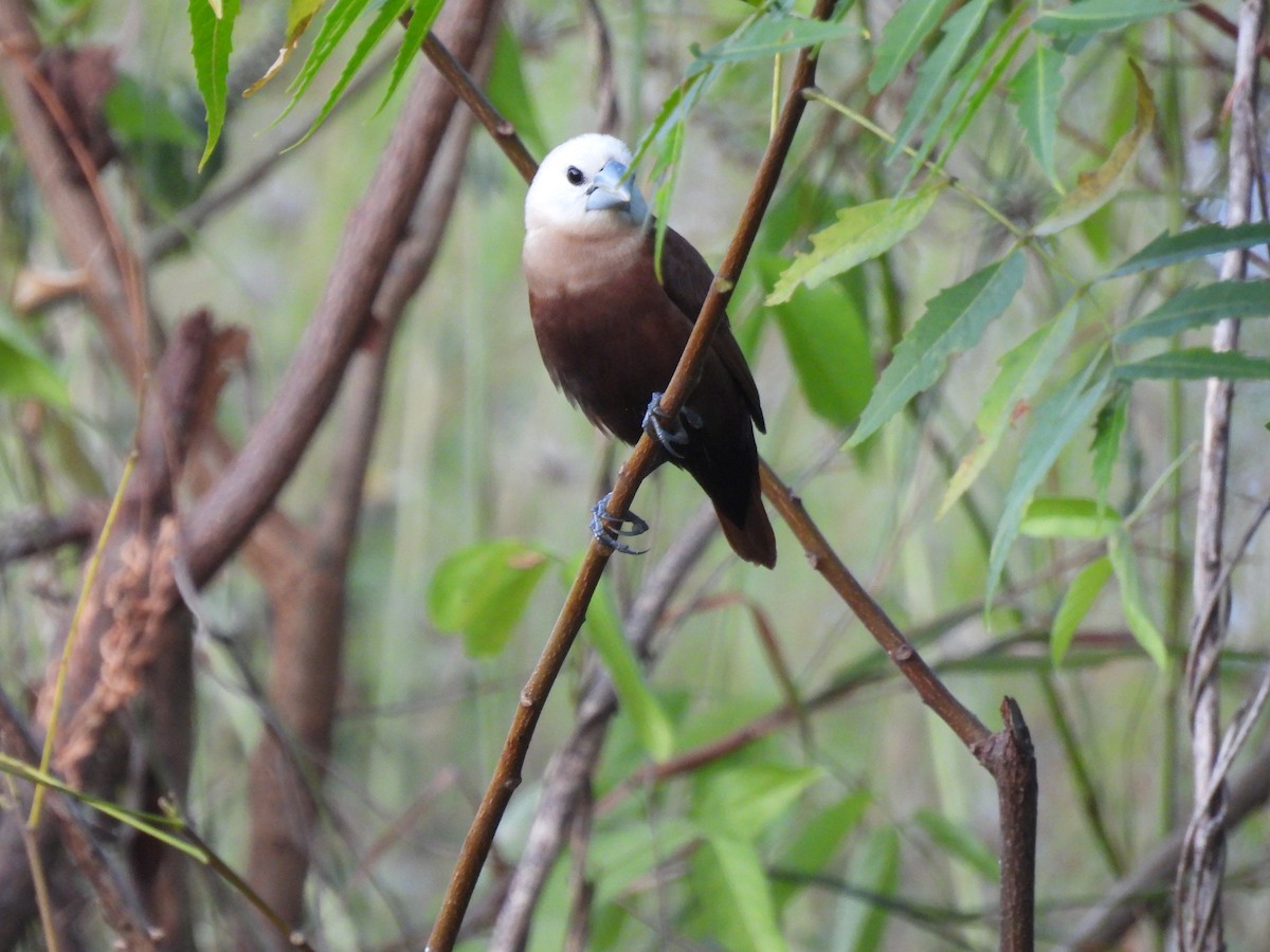 White-headed Munia - ML620800480