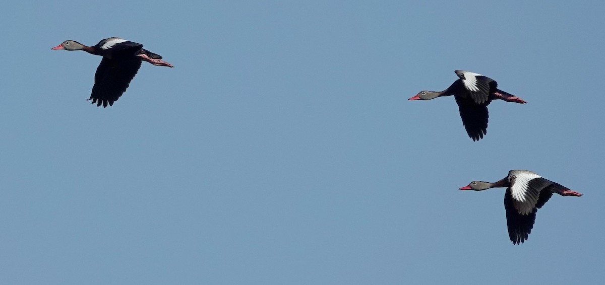 Black-bellied Whistling-Duck - ML620800483