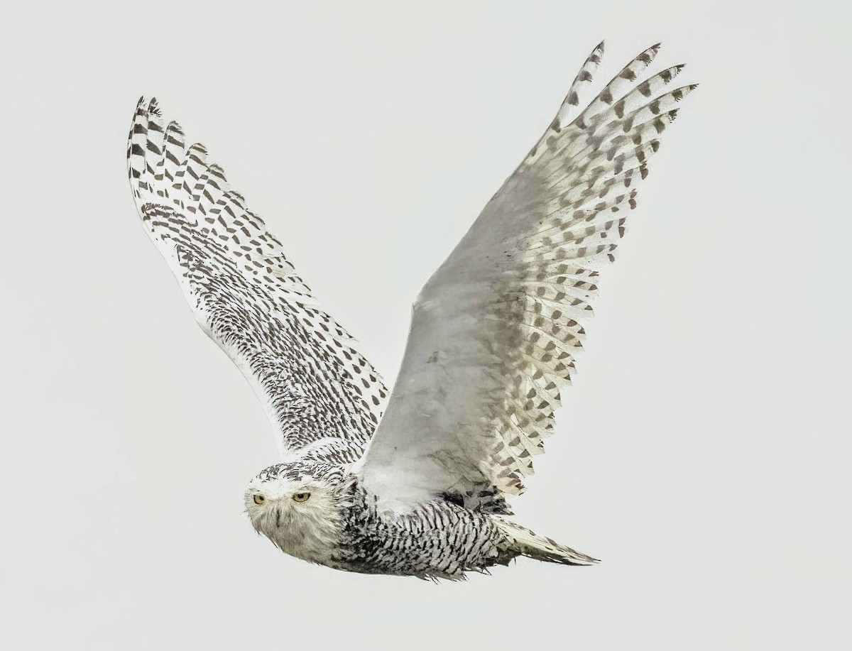 Snowy Owl - ML620800485