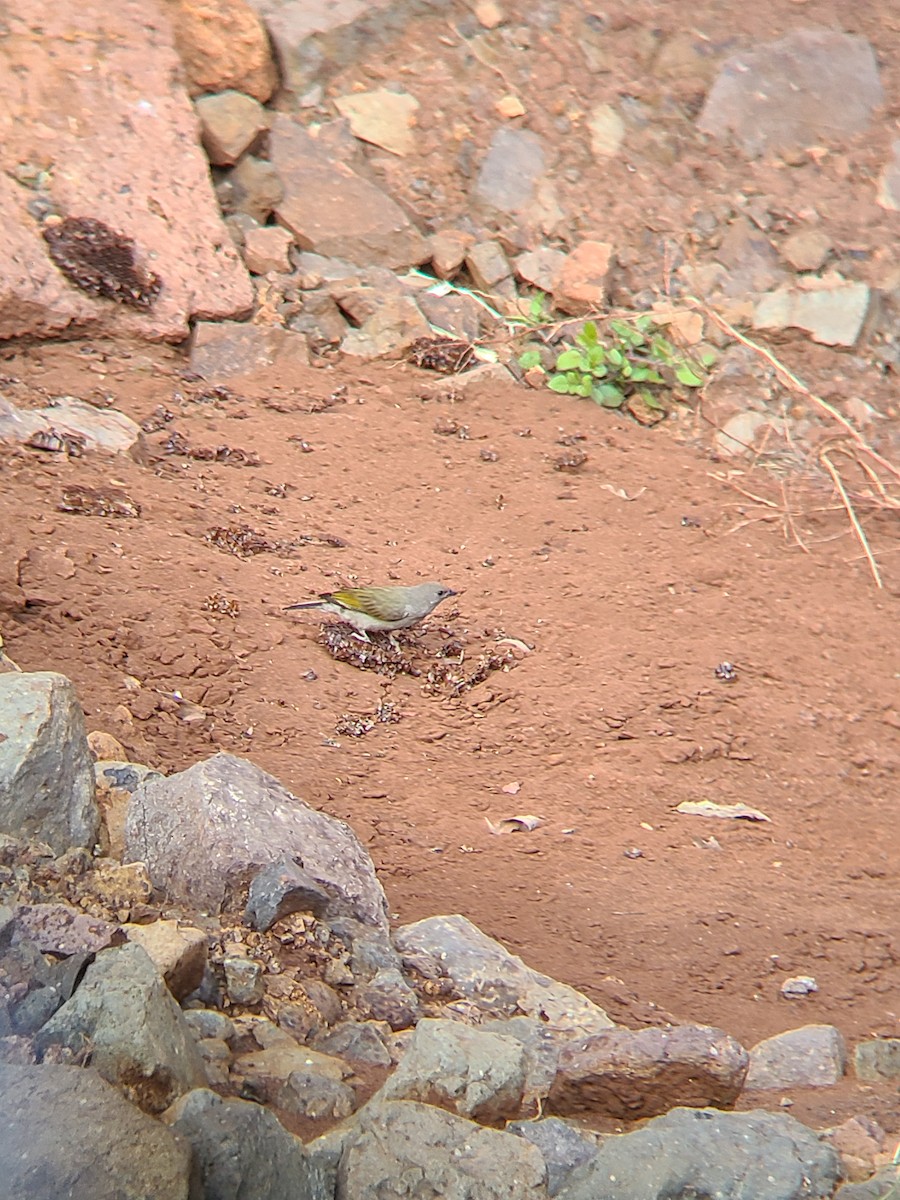 Lesser Honeyguide - ML620800487