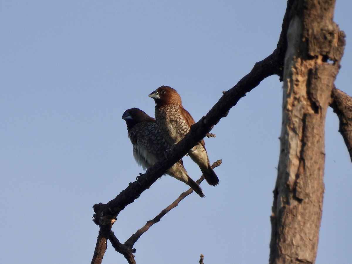 Scaly-breasted Munia - Blake Kammann