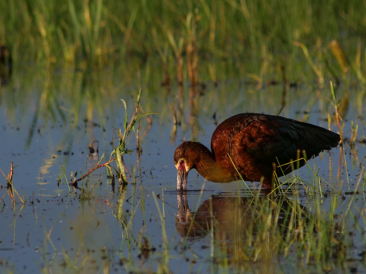 ibis americký - ML620800499