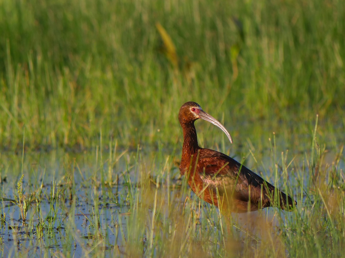 White-faced Ibis - ML620800501