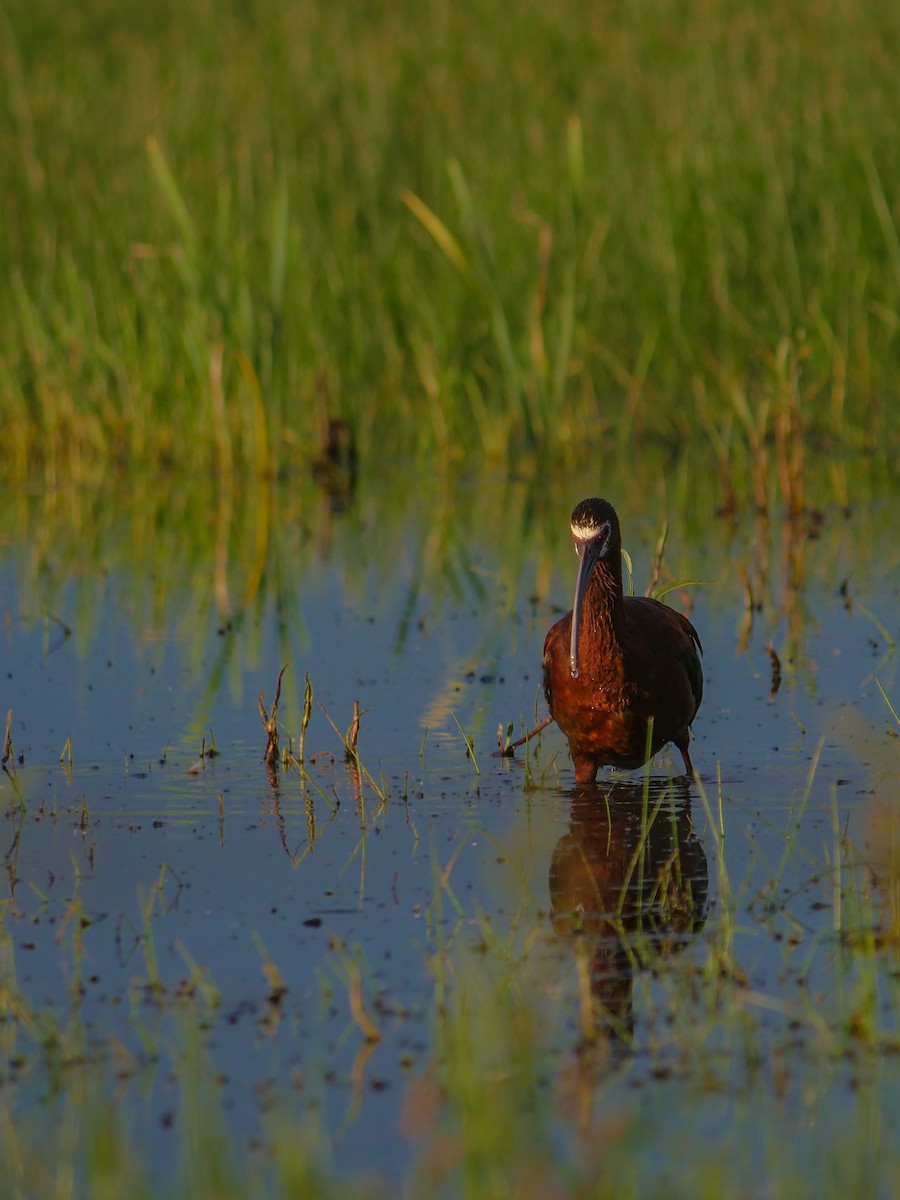 Ibis à face blanche - ML620800502