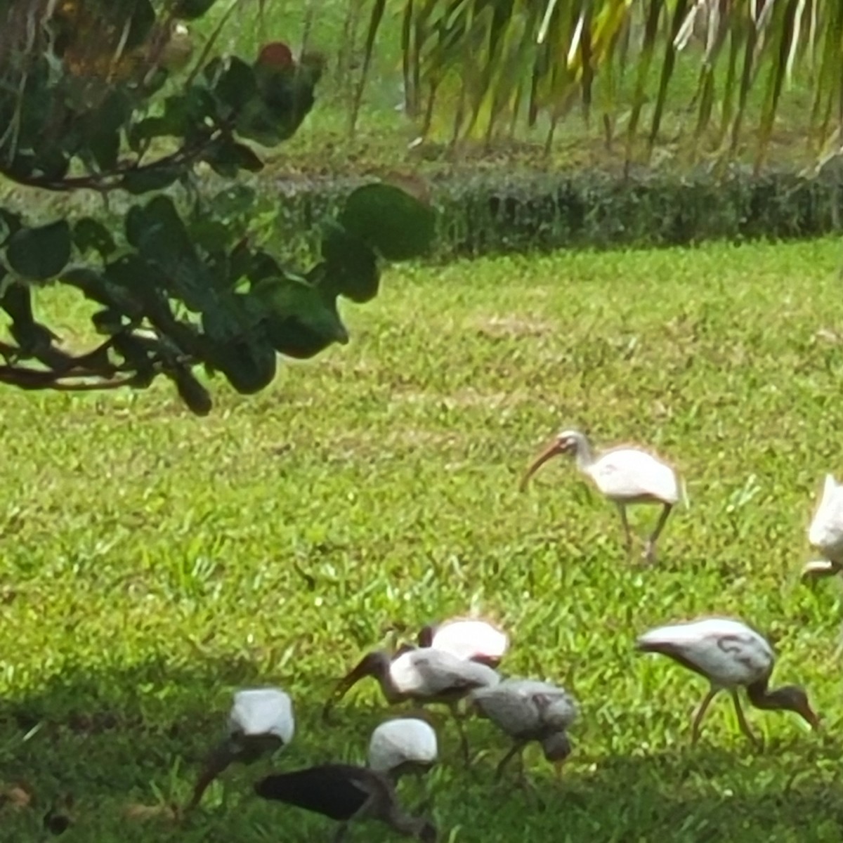 White Ibis - ML620800504