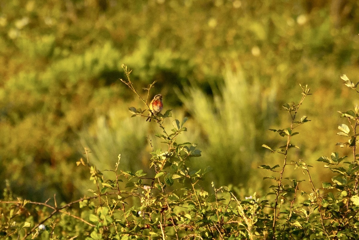 Eurasian Linnet - ML620800508