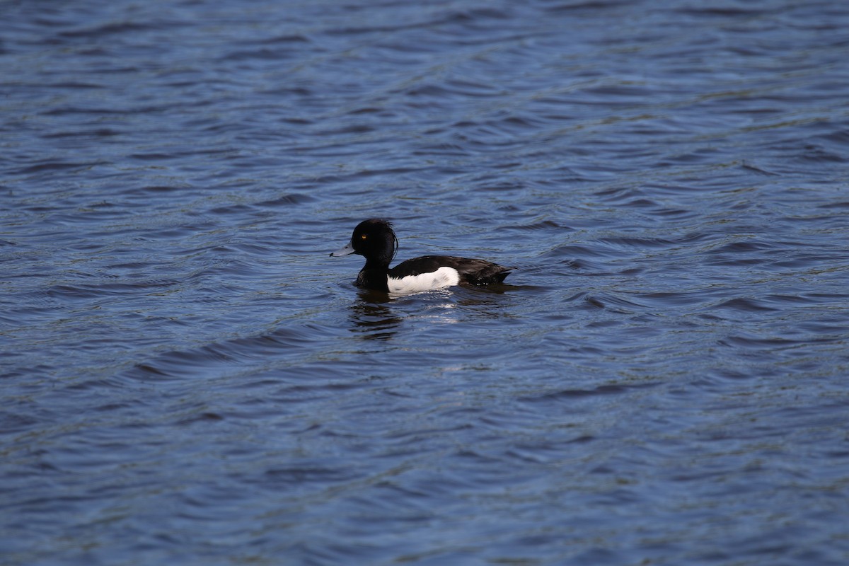 Tufted Duck - sean clancy