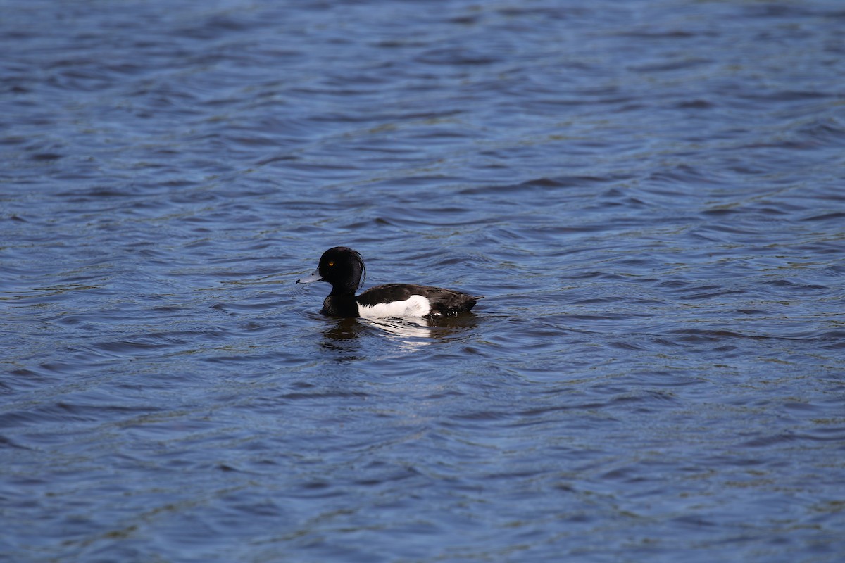 Tufted Duck - ML620800519