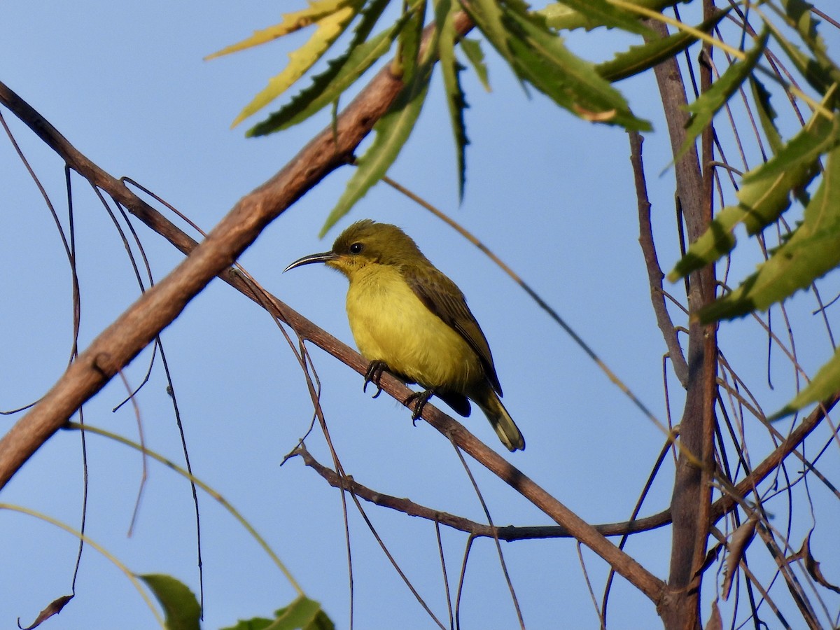 Ornate Sunbird - ML620800520