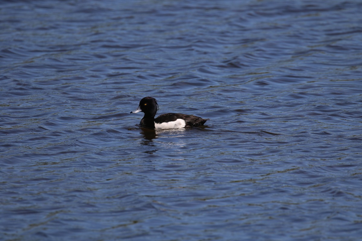 Tufted Duck - ML620800521