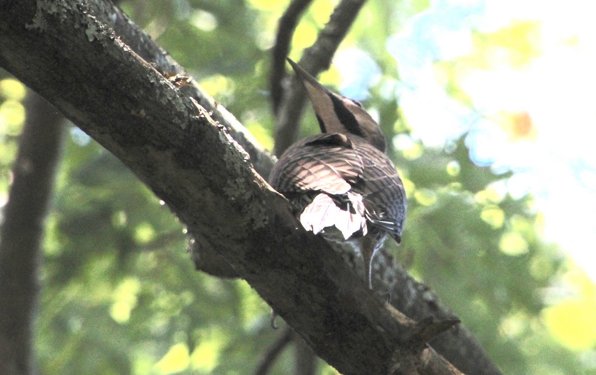 Northern Flicker - ML620800522