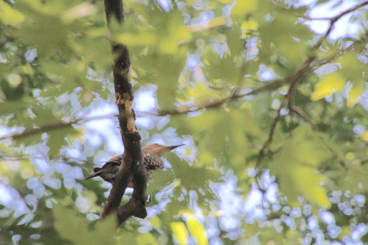 Northern Flicker - ML620800524