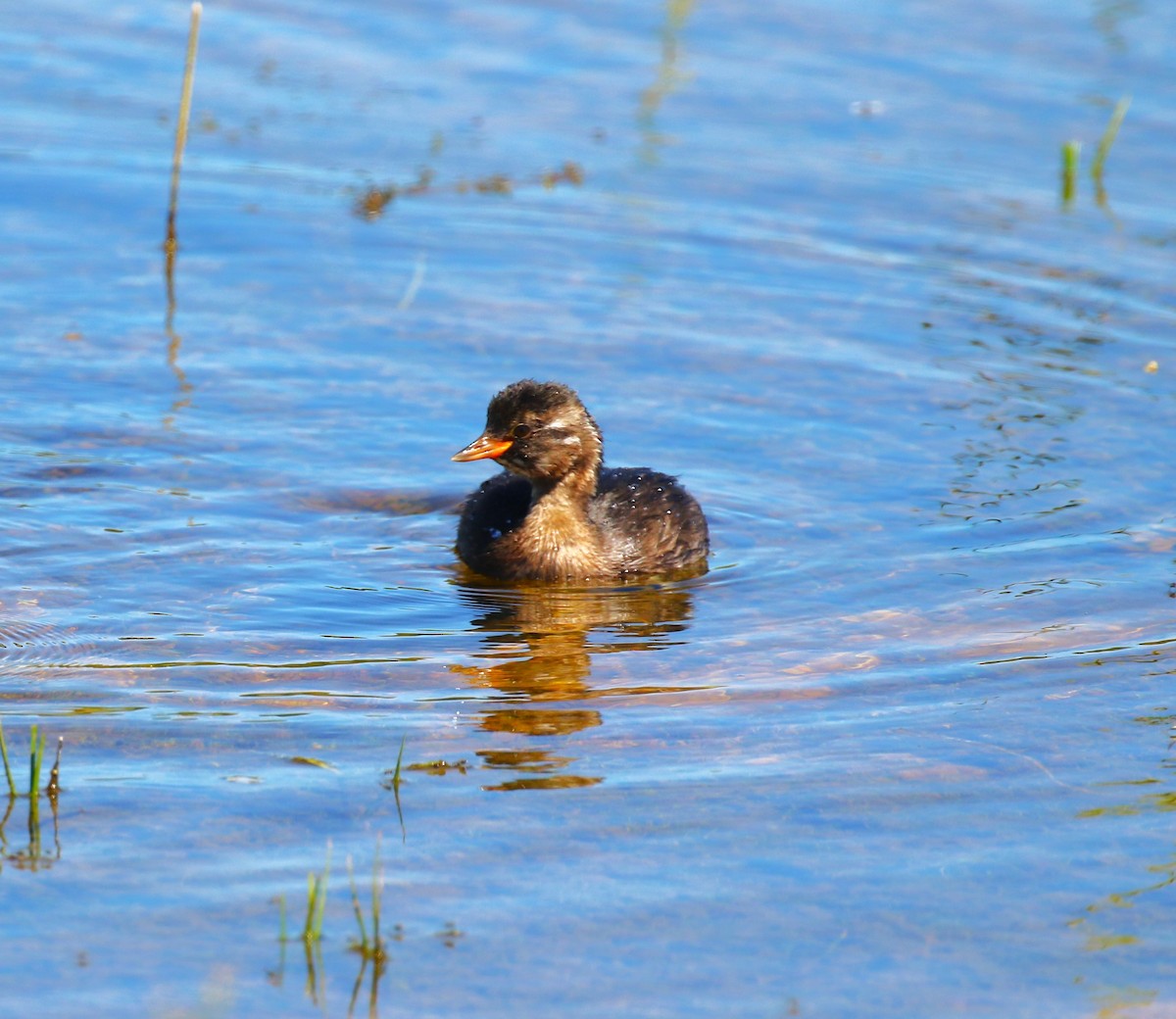 Little Grebe (Little) - ML620800544