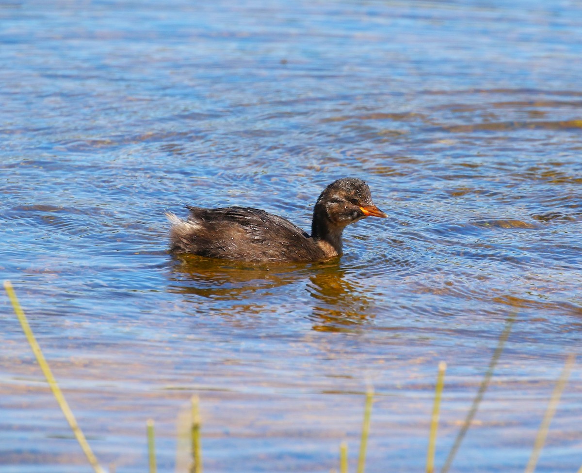 Little Grebe (Little) - sean clancy