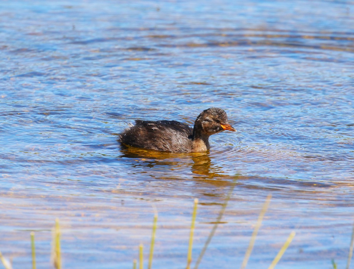 Little Grebe (Little) - ML620800546