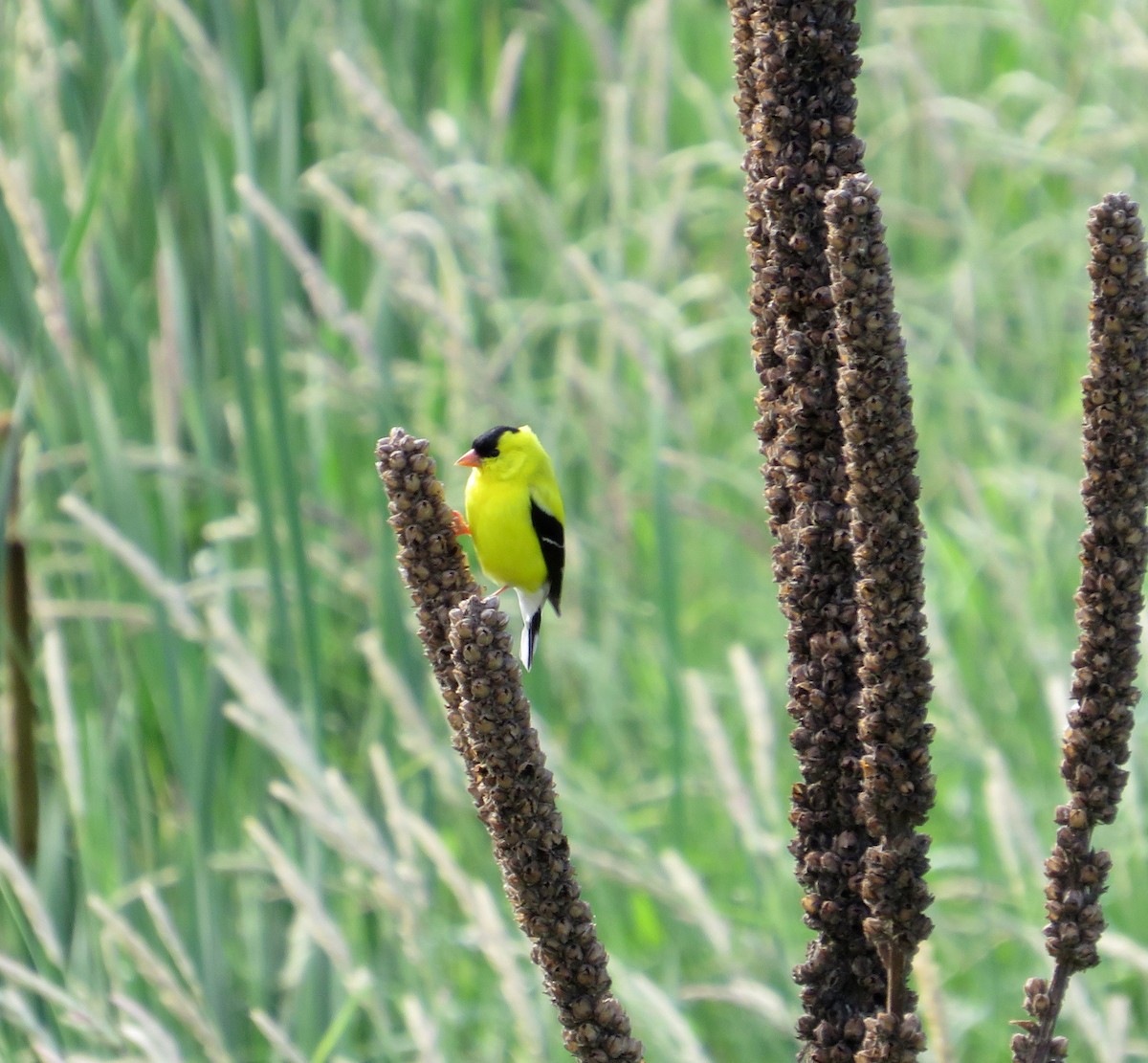 American Goldfinch - Marianne Friers