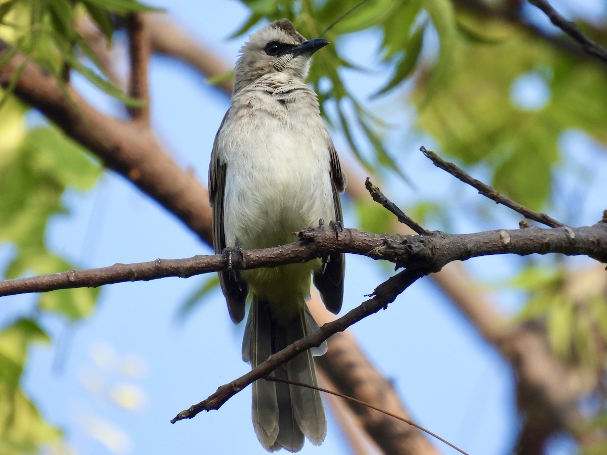 Yellow-vented Bulbul - ML620800549