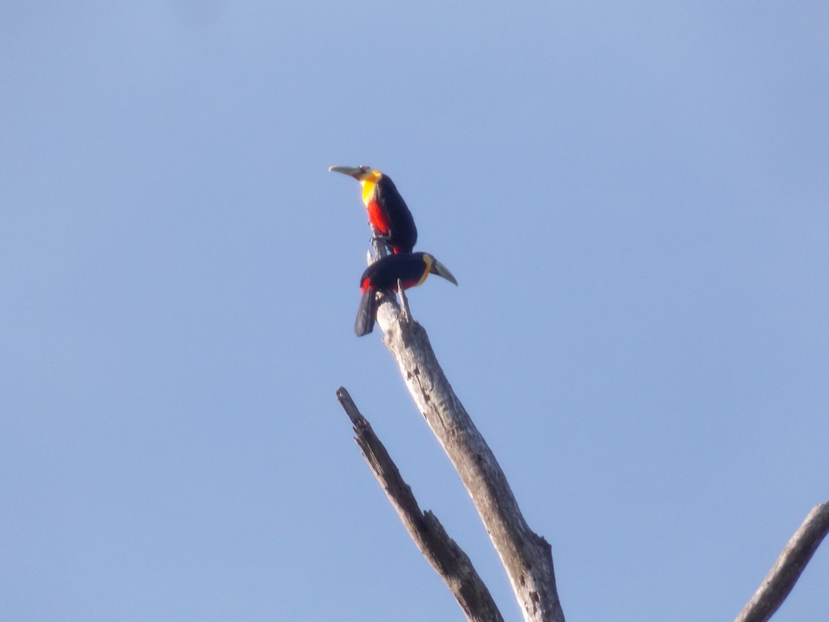 Red-breasted Toucan - ML620800552