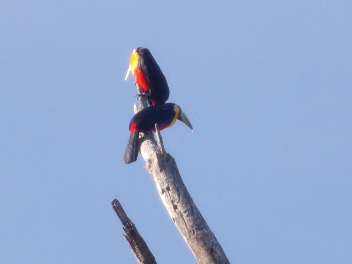 Red-breasted Toucan - ML620800553