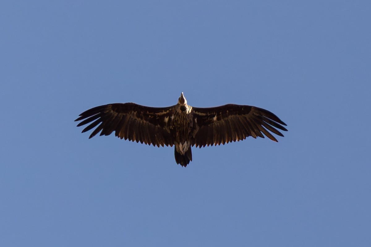 Cinereous Vulture - ML620800554