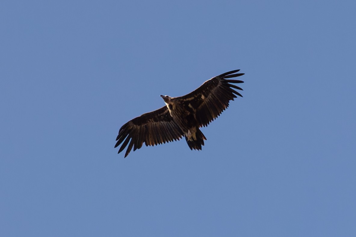 Cinereous Vulture - ML620800555