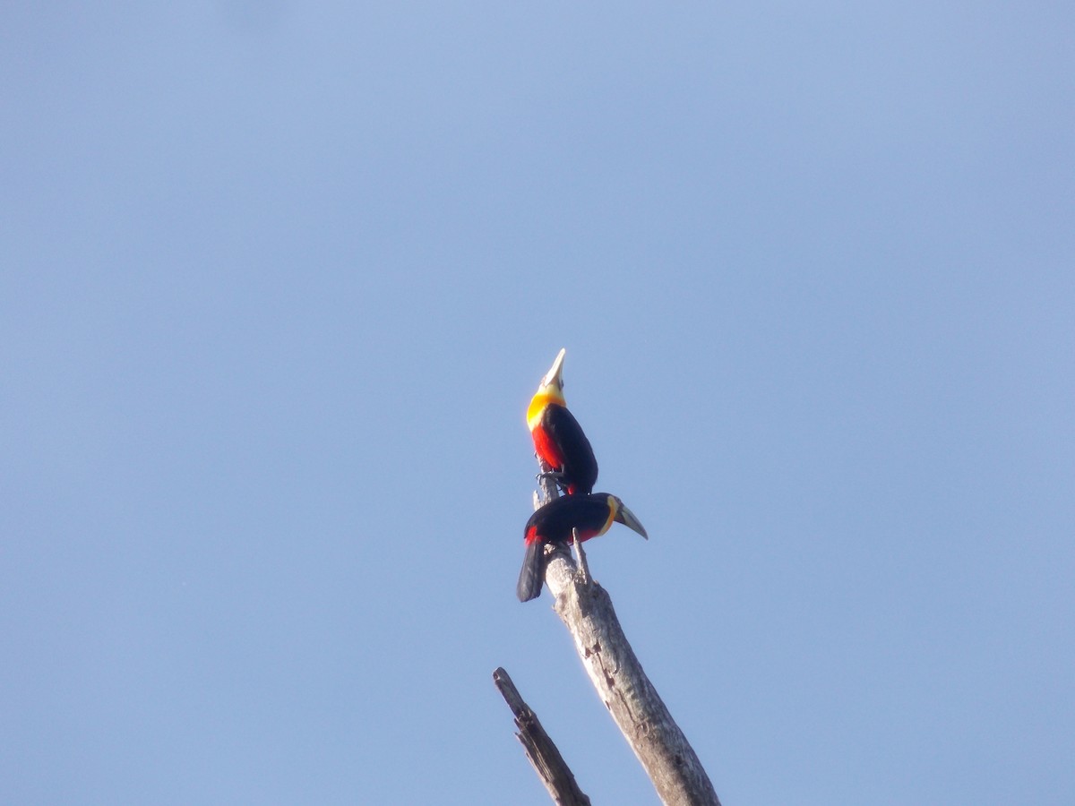 Red-breasted Toucan - ML620800556