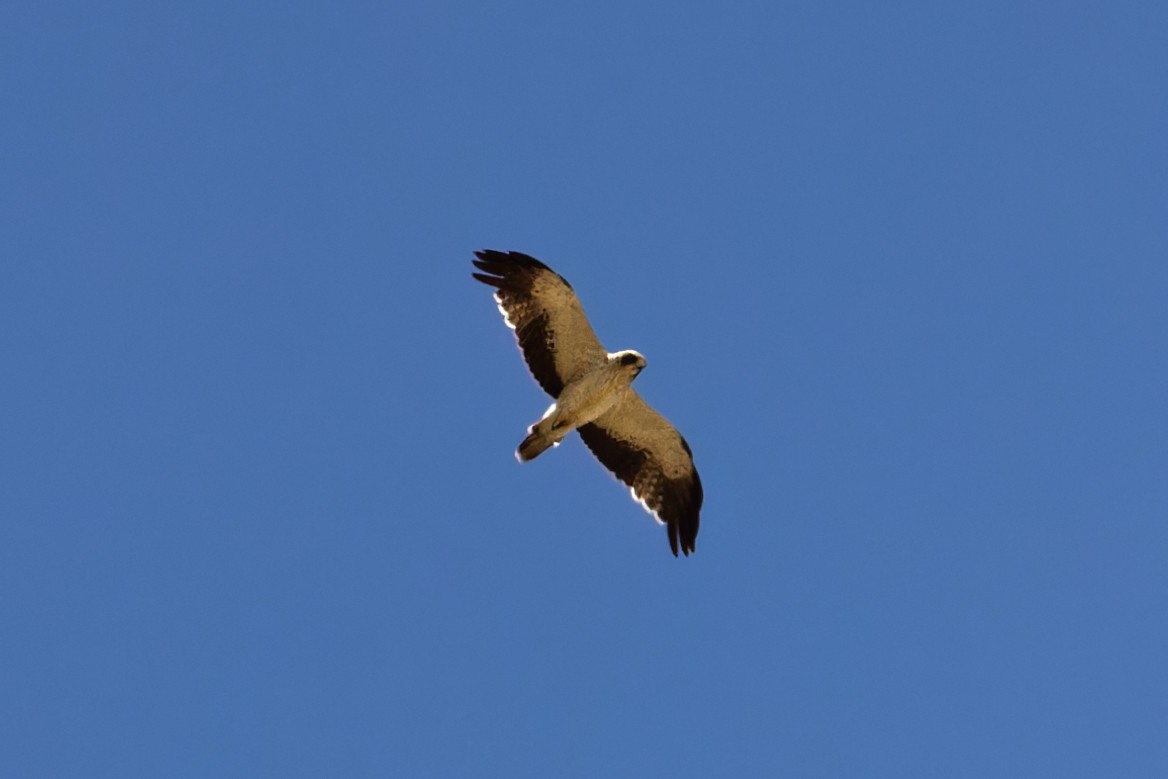 Booted Eagle - ML620800557