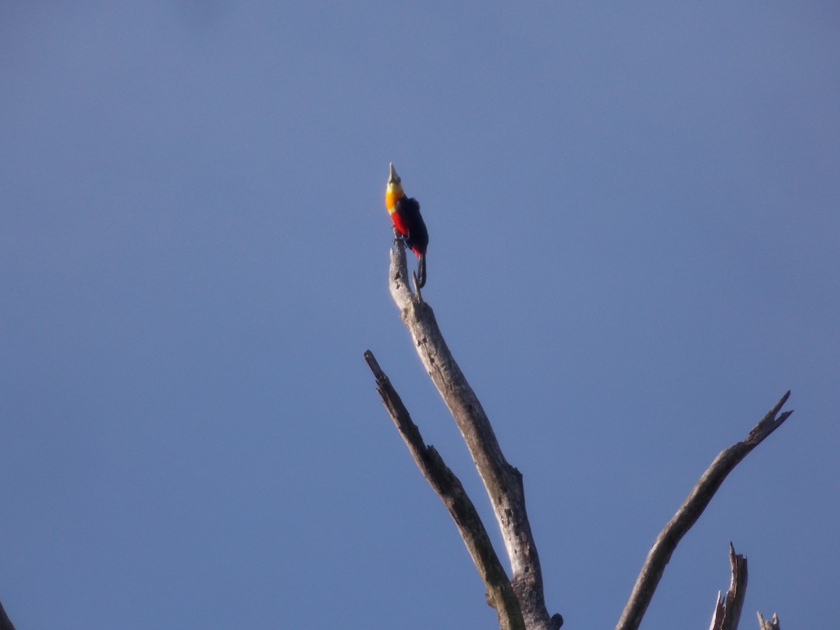 Red-breasted Toucan - ML620800558