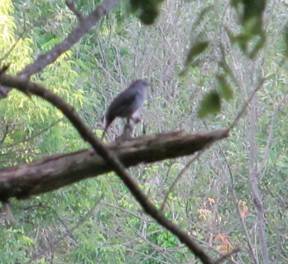 Gray Catbird - ML620800559