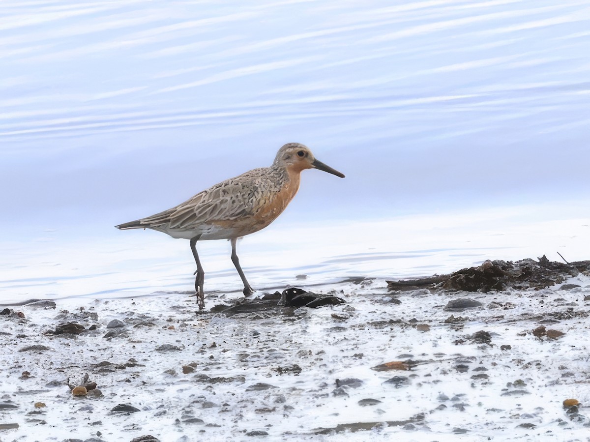 Red Knot - ML620800564