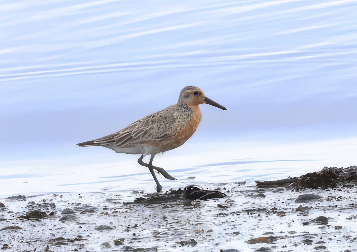 Red Knot - ML620800565