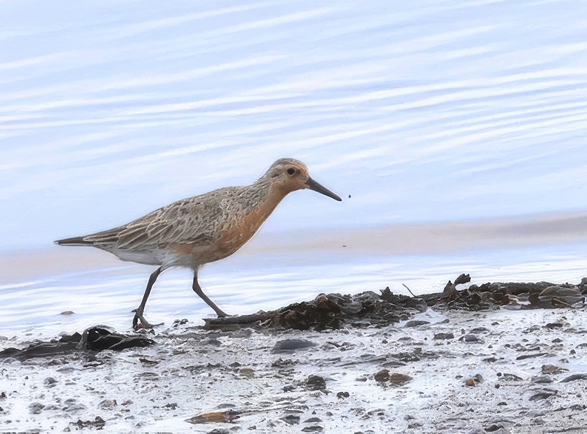 Red Knot - ML620800566