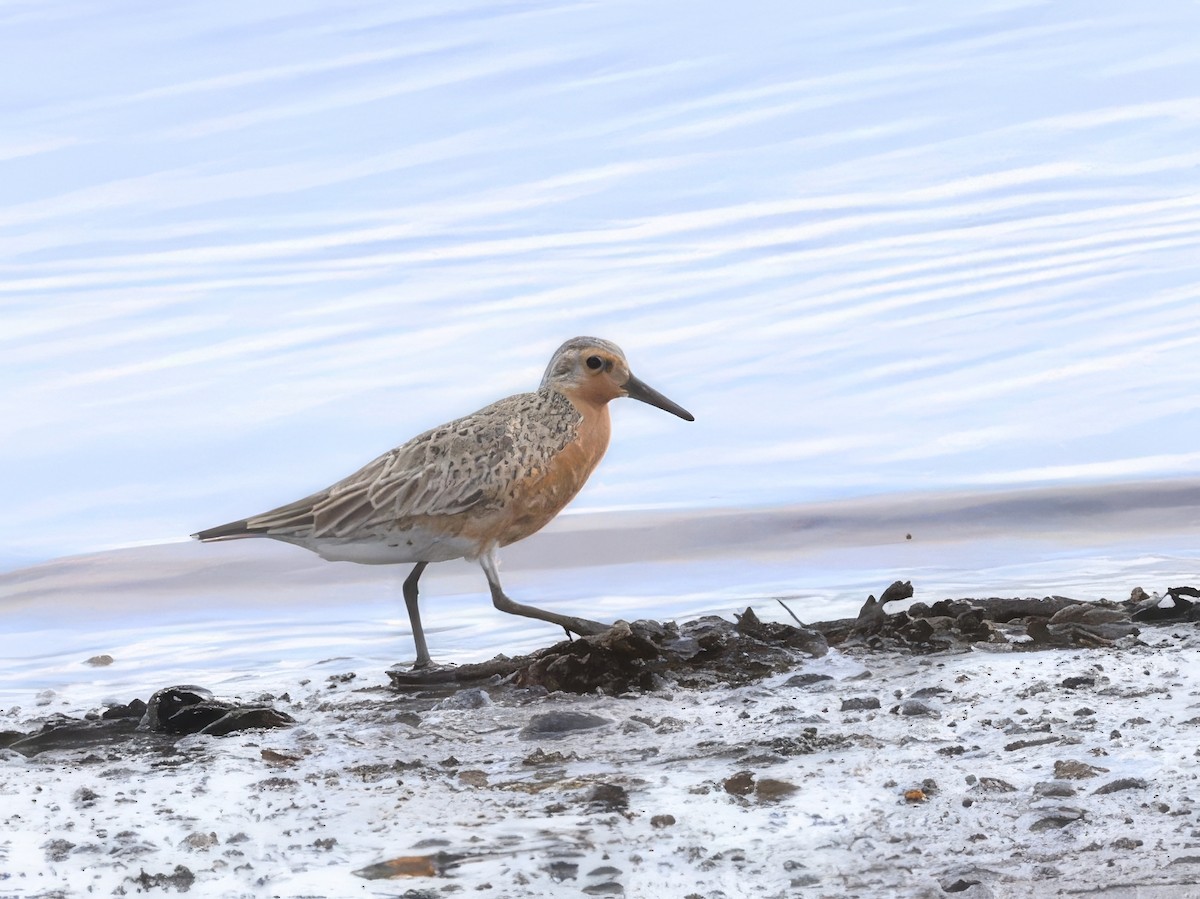 Red Knot - ML620800567