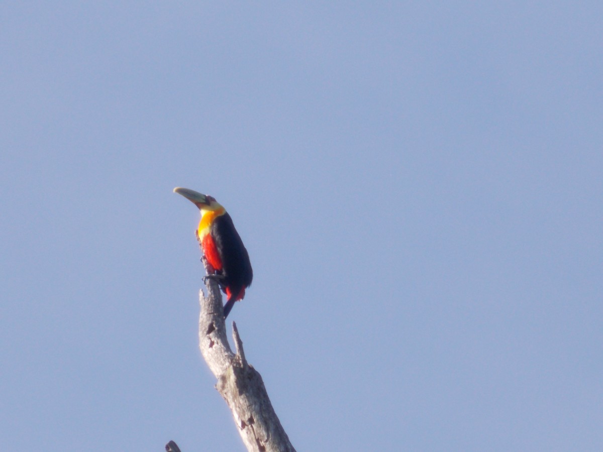 Red-breasted Toucan - ML620800569